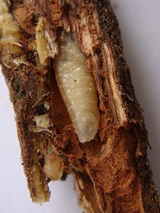 Melobasis propinqua verna, PL3822, pupa, in Eutaxia microphylla (PJL3119) stem base, SE, photo by A.M.P. Stolarski